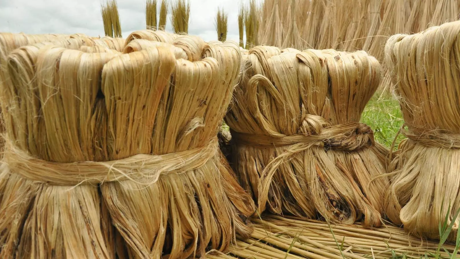 Bangladesh Expands Jute Exports to 138 Countries, Strengthens Global Textile Footprint